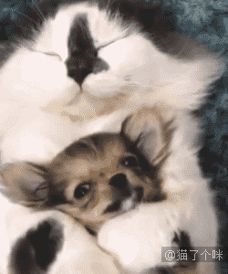 喵星人gif图:一只被缅因猫宠爱的狗狗,感觉要幸福到窒息了
