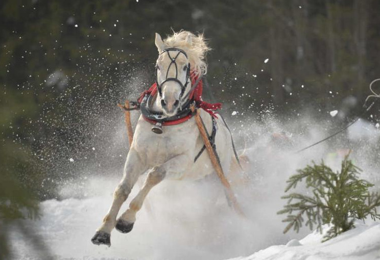 波兰民众参加一年一度赛马活动 马拉雪橇趣味十足