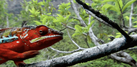 bbc纪录片里的奇葩动物:媚俗的可爱千篇一律,有趣的奇葩万里挑一