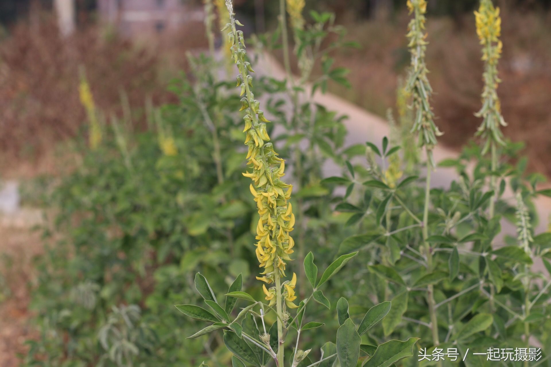 这种野草叫猪屎豆 药用价值非常高 您知道吗?