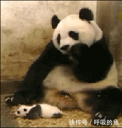 搞笑gif:给大家介绍一下,这是不知火舞的弟弟,不知死活