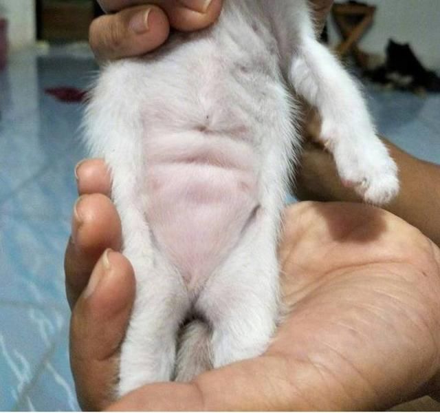 猫妈妈生下宝宝后,主人抱着小奶猫瞧来瞧去,意外发现四块腹肌!