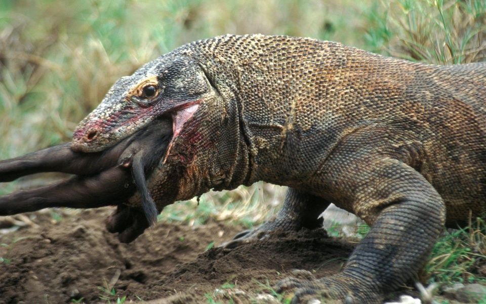 巨蜥会用强有力的脚爪,把猎物撕成碎片,并吞下大块大块的肉.