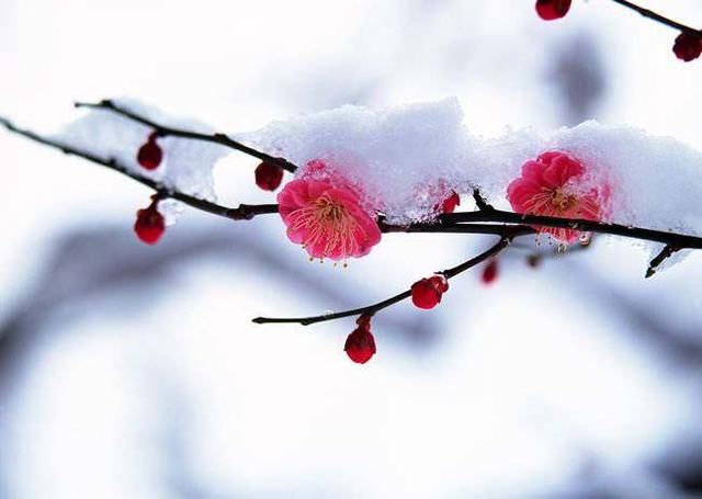 十二个月十二种花,十二位花神,中国传统花朝节太美太浪漫了