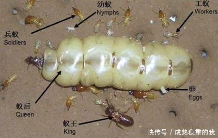 蚁后身边的蚂蚁,才是真的蚂蚁,要怪就怪蚁后太大.蚂蚁王才那么点大.