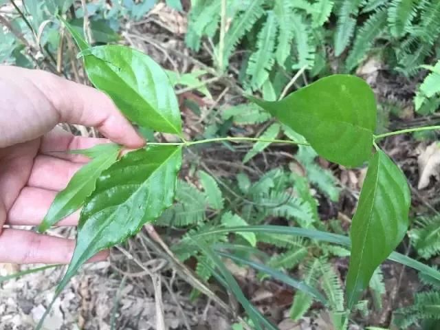 傣族农村最常见的八种剧毒植物:见血封喉,断肠草