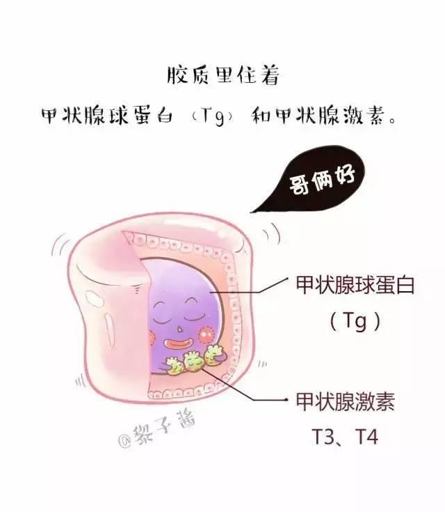 【原创漫画】认识甲状腺球蛋白(tg)