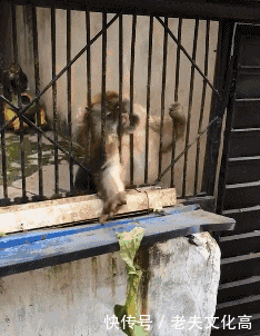 搞笑gif: 从此, 再也不一起去上厕所了.