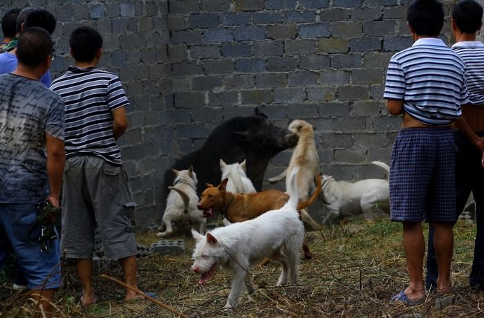 野猪大败杜高,最后被下司犬团灭