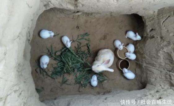 村民想出养兔新方法,为兔妈妈挖洞造窝,隔天看到洞里情景惊到了