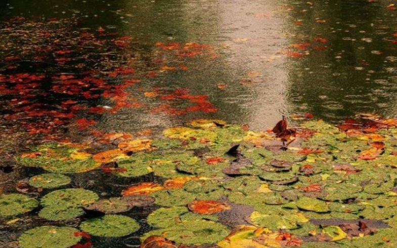 《一场秋雨一场愁》