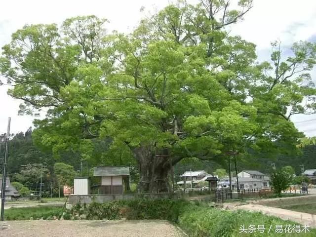 小叶榔榆,花皮榆,榆树,榉树的区别辨识之浅见