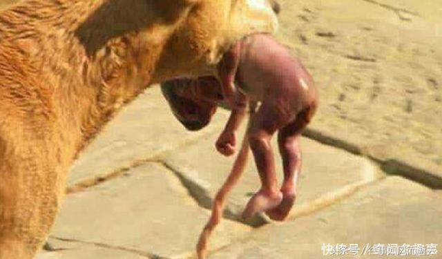 大黄狗女人做爱