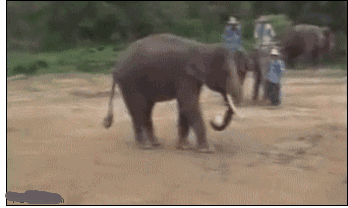 岛国网友捡了4只小奶猫,并记录下和家里大猫首次见面的瞬间 岛国一