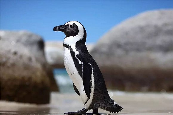 现在全球一共现存有17种企鹅,且大多数只有在南半球才能见到.