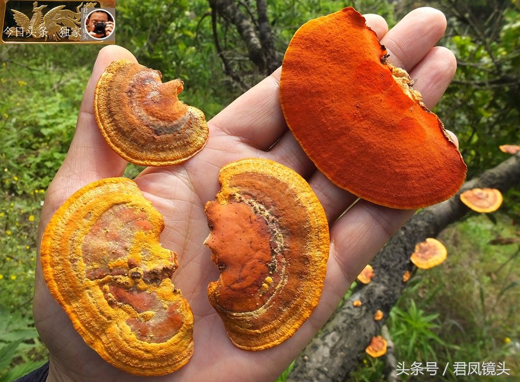 湖北宜昌:乡村,桃树上长满树舌灵芝!颜色鲜艳,能食用吗?
