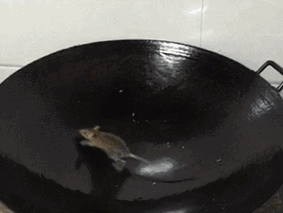 搞笑gif:这乌龟这个表情什么意思