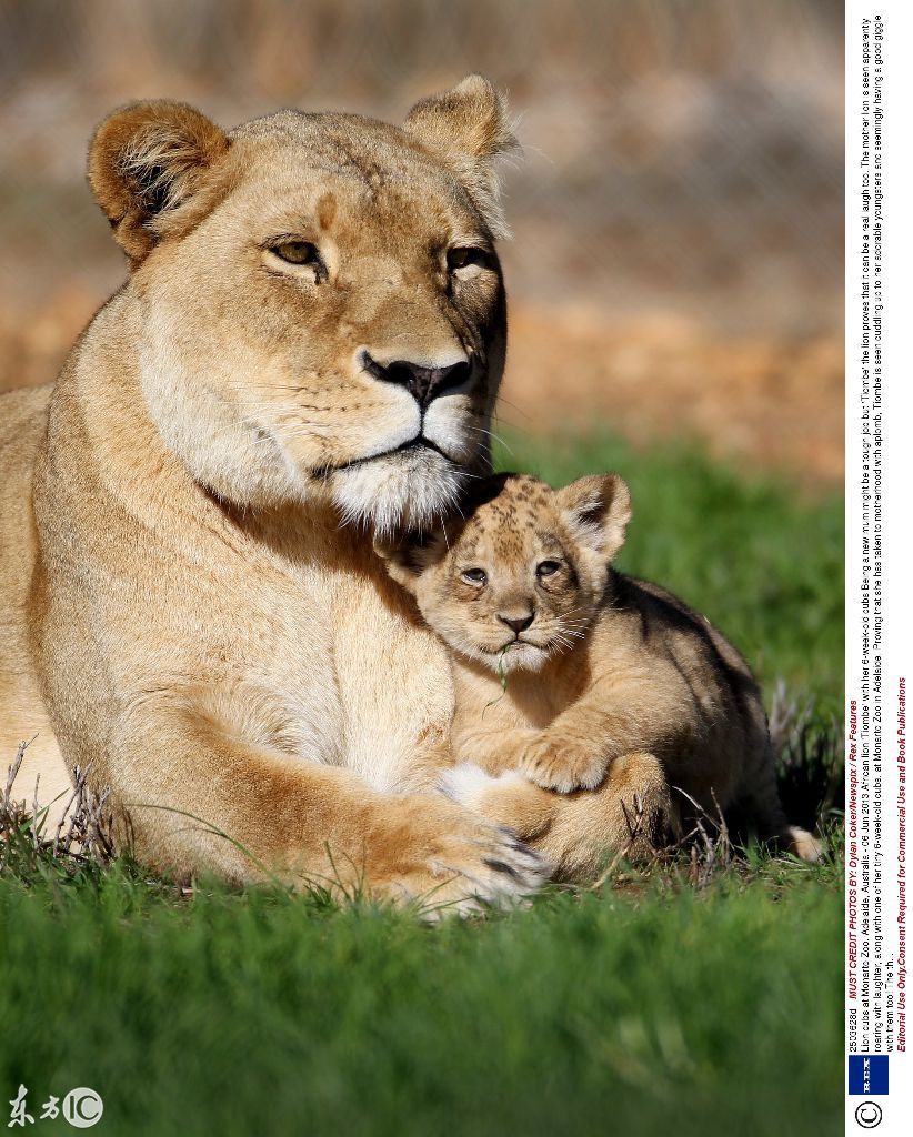 叼在嘴里怕化了--狮子妈妈怎么爱它的孩子