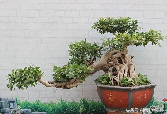 盆景知识篇:盆景枝条增粗的技巧!