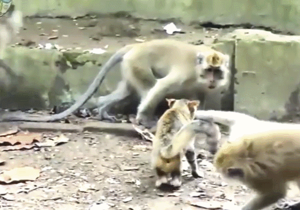 母猫掉进公猴群里,公猴是最色动物,最后会发生什么?
