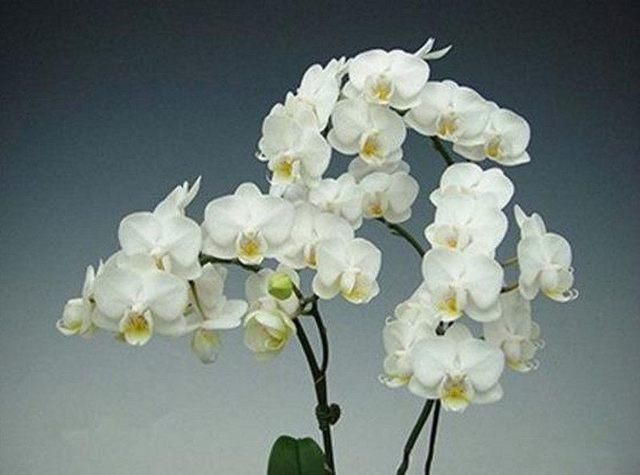 12星座的专属花朵,白羊星辰花,双子风信子!