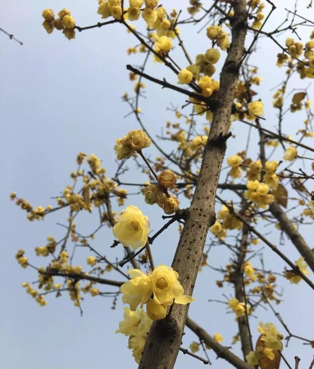 腊梅花已开!成都9大赏花地出炉,隔着屏幕都闻到香!