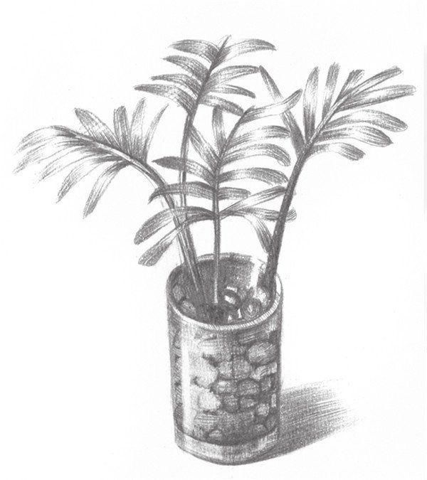 素描入门素描椰子树的绘画流程