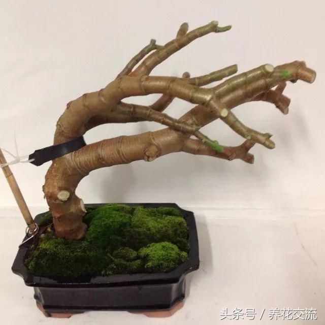 玉树也要定期换盆,可以促进根系生长,下面这棵玉树已经有2~3年没有
