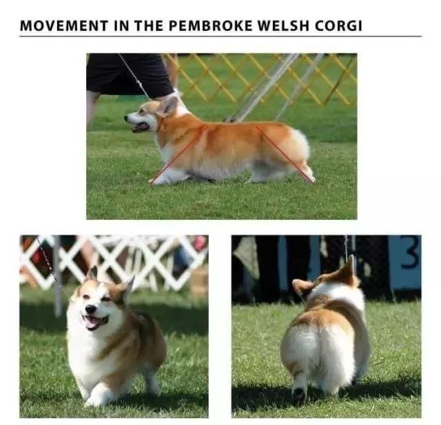 柯基犬使用说明书