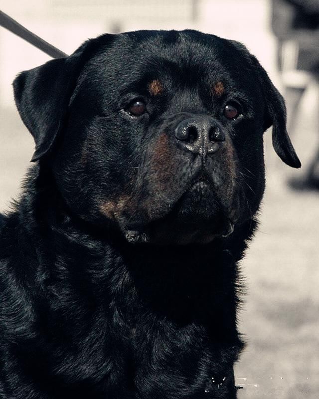 正确解析十大猛犬优缺点