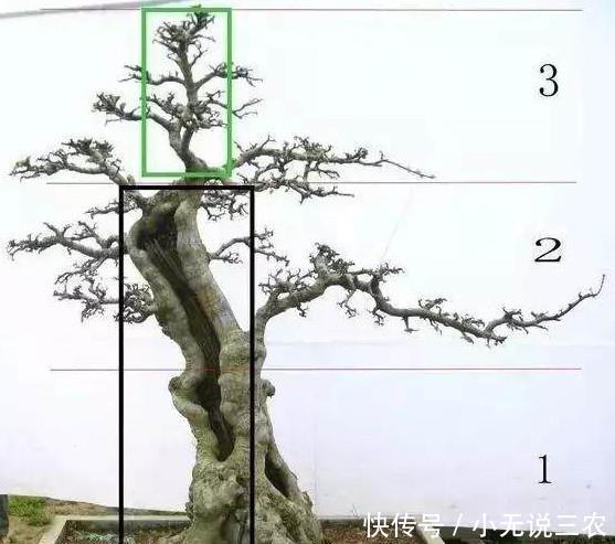 盆景教学:下山桩修剪技巧,怎样定位裁截树桩盆景!