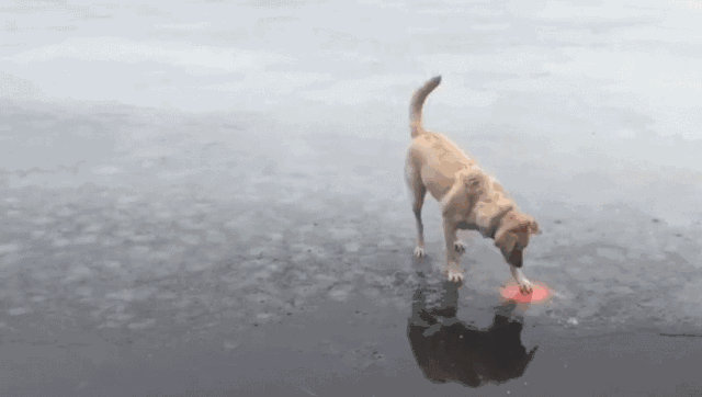 金毛在结冰湖面玩飞盘,大自然和狗狗开了个小玩笑