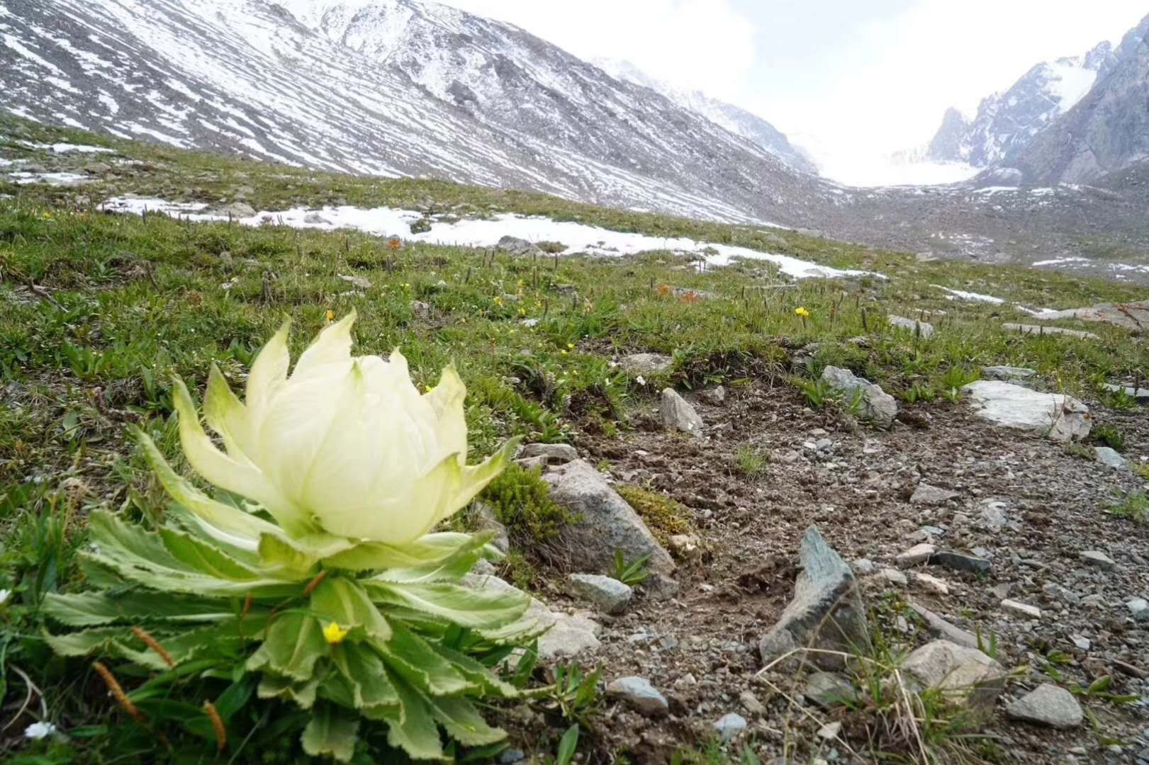 喀尔里克冰川绽放的天山雪莲,惊艳了这个盛夏!