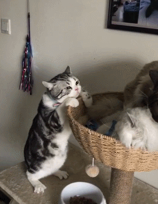 搞笑gif图:媳妇啊!你穿这衣服身凉,我看着心凉