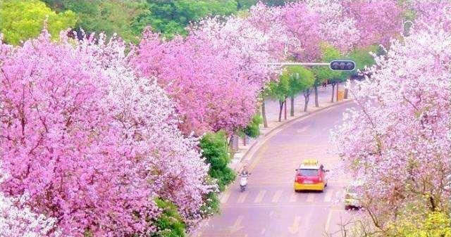 紫荆花城大柳州,再不来就晚了.