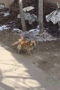 搞笑gif:妹子这一字马过分了,你们有考虑过电梯的感受