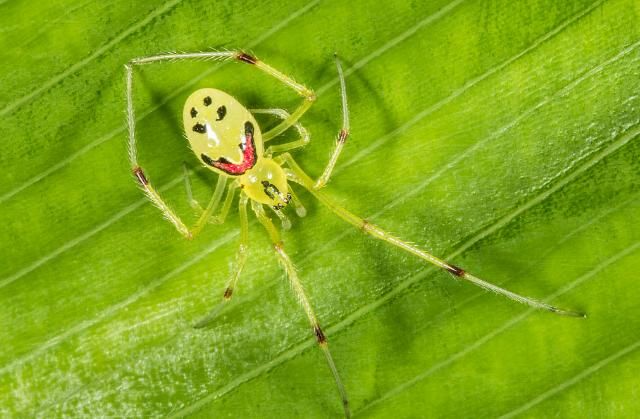 世界上最可爱的笑脸蜘蛛,每个笑脸还不一样!