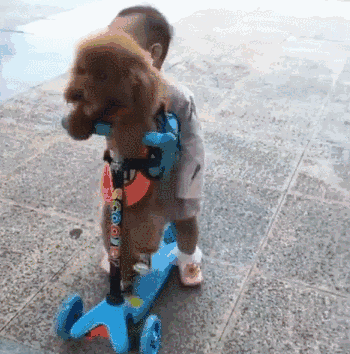 狗狗直立行走引围观,结果铲屎官一脸懵逼