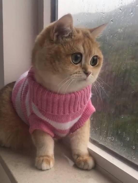 铲屎官:你有一双会说话的眼睛,猫咪:爸爸,你眼真小