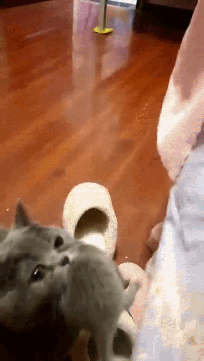 英短猫咪产崽后叼着幼猫上床,原因让铲屎官哭笑不得