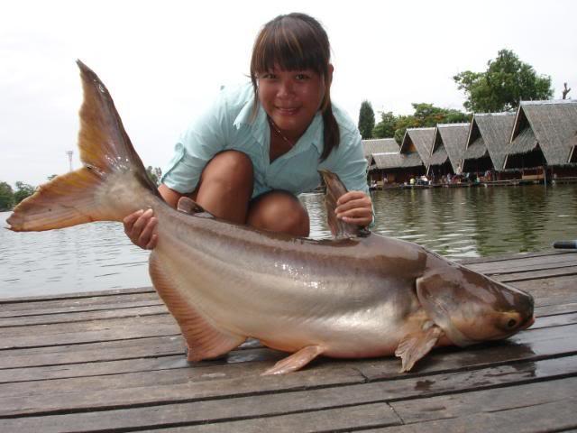 在泰国湄公鱼,吸引着越来越多的国内钓鱼人