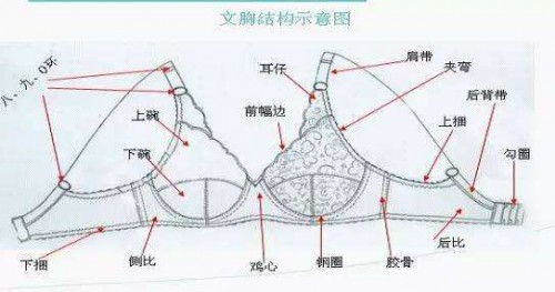 内衣结构示意图 3,哺乳内衣的侧比是否高 哺乳内衣的侧比对乳房起到