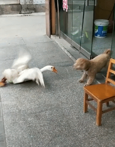 泰迪主动挑衅大白鹅,屡战屡败,网友:鹅中