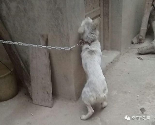 被人用毒针射中,狗狗3天后奇迹找回家!