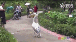 爆笑gif动图:妹妹,好可爱,这表情我给满分