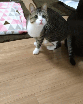 这颜值在猫里面就是奥黛丽赫本