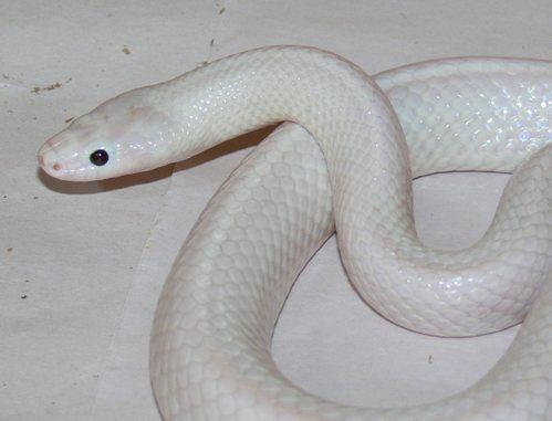 白素贞是你吗?澳洲发现罕见白蛇通体雪白超漂亮