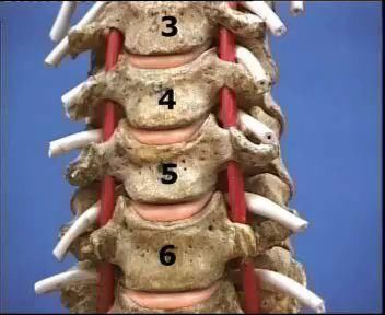 不知道哪里出了问题,今天,我就带大家认识颈椎 颈椎由七节组成,天然