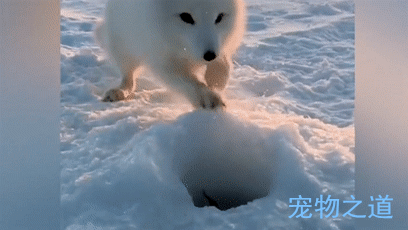 小北极狐想从冰窝里偷鱼吃,却被男子吼跑,它转身想出一个绝招