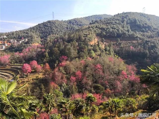 樱花谷樱花村